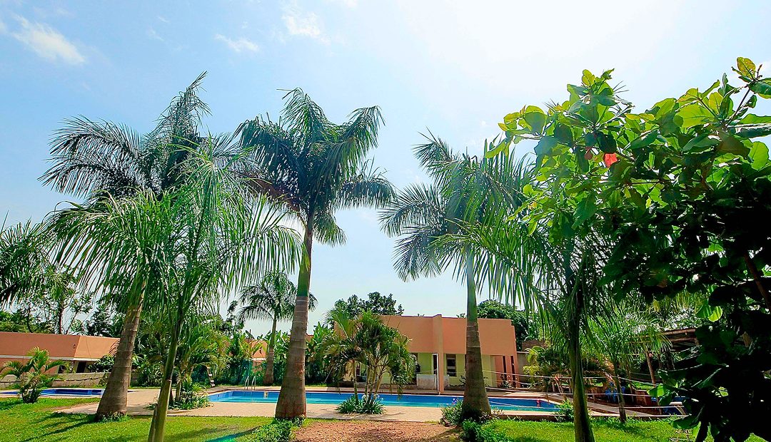 Palms and lawn in front of the pool at Wobulenzi/Kikoma
